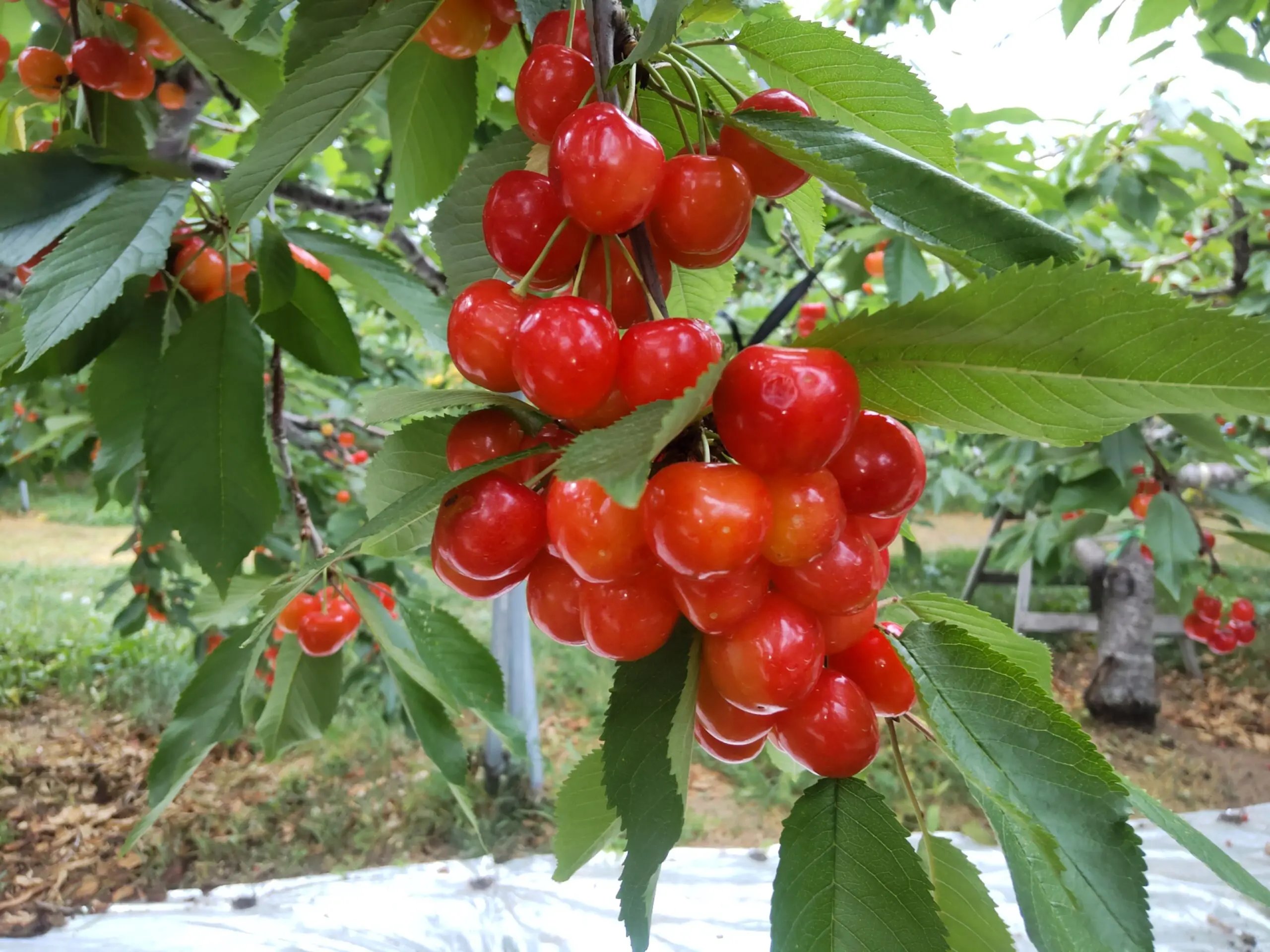 🍒 오하시 체리 농원(오하시 사쿠란보엔) 이미지 6